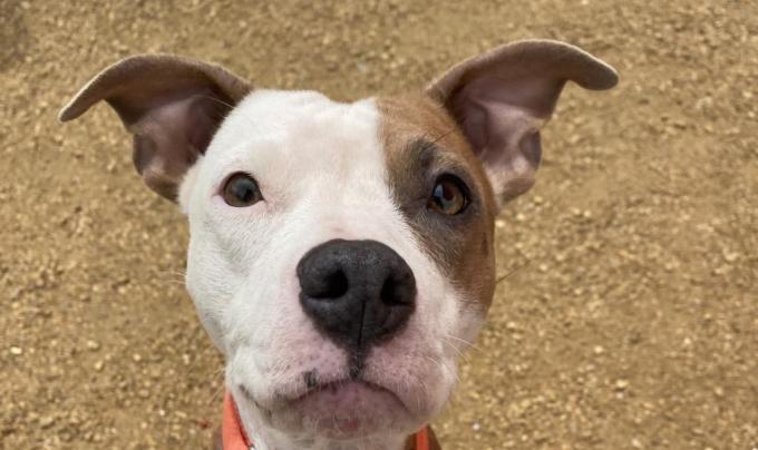 The face of Coral, the mama dog, wearing a red collar